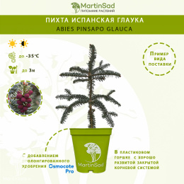 Пихта испанская Глаука