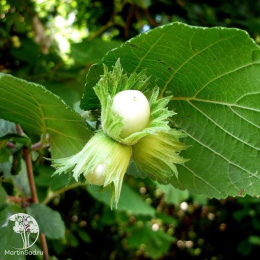 Лещина обыкновенная Лациниата