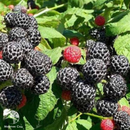 Малина чёрная Кумберленд
