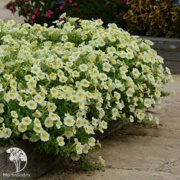 Петуния &quot;Изи Вэйв&quot; Еллоу F1 каскадно-ампельная