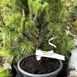 Сосна Ниваки в ассортименте