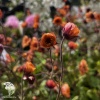 Geum Tempo Orange Гравилат Темро Оранж фото 2 