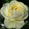  Роза чайно-гибридная Пур Блонд фото 1 