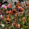 Geum Tempo Orange Гравилат Темро Оранж фото 2 