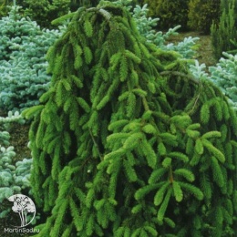 Ель обыкновенная Инверса