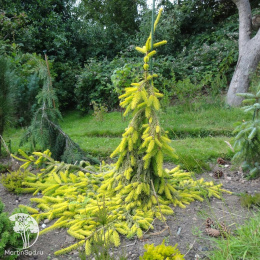  Ель обыкновенная Голд Дрифт
