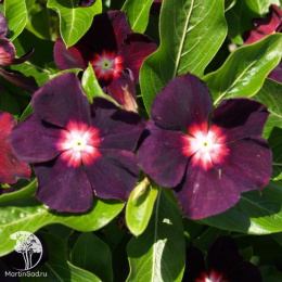 Барвинок Пино Нуар F1