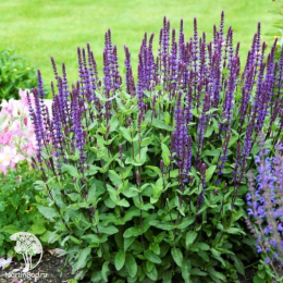 Набор для мяса тимьян Фредо Стронг + шалфей Карадонна Компакт