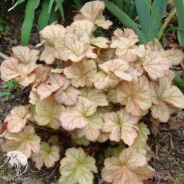 Гейхера Пино Грис