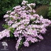 Гортензия гибридная ампельная Френч Болеро Пинк фото 4 