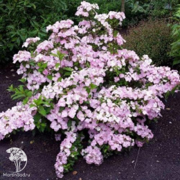 Гортензия гибридная ампельная Френч Болеро Пинк