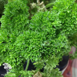 Петрушка кудрявая Бабушкина грядка