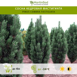 Сосна кедровая Фастигиата