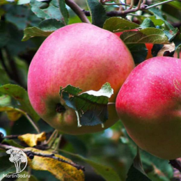 Сверхвыгодный комплект! Яблоня Апорт + опылитель яблоня Антоновка