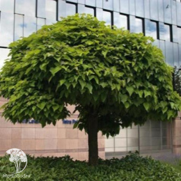 Катальпа Фаргеза формы Дюкло на штамбе