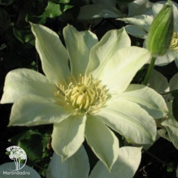 Клематис Мунлайт (Еллоу Квин)