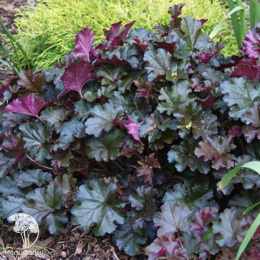 Гейхера Принц