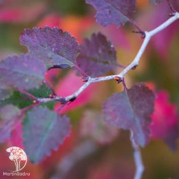 Вишня японская Коджо-но-маи