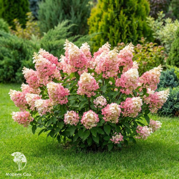Фото Гортензия метельчатая Бэби Лейс
