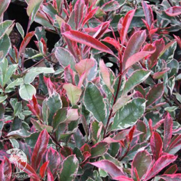 Фотиния Фразера Пинк Марбл