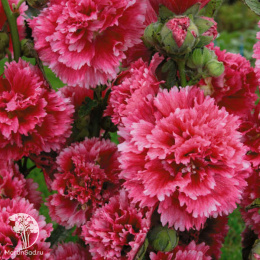 Мальва (Шток-роза) Фиеста Тайм