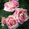 Роза чайно-гибридная Клод Моне фото 2 