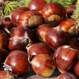 Каштан посевной Винсент Ван Гог на штамбе