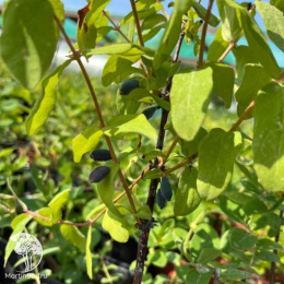 Жимолость камчатская Бакчарская