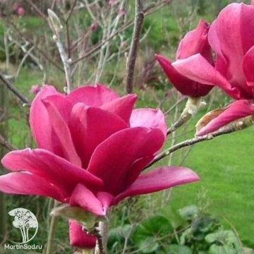Фото Магнолия Ред эз Ред