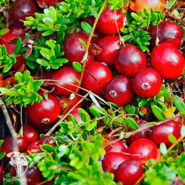 Клюква  Красавица