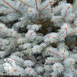 Ель колючая Омега в контейнере