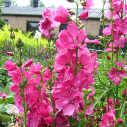 Сидальцея орегонская Бриллиант