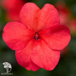 Барвинок Черри Джус F1