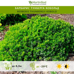 Барбарис тунберга Кобольд