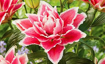 Лучшие сорта лилий для вашего сада: от классики до экзотики