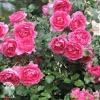 Роза плетистая Корал Даун фото 3 