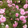 Роза канадская парковая Джон Дэвис (кустовая роза) фото 2 