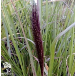 Пеннисетум лисохвостный Нэшнл Арборетум