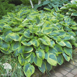 Хоста токудама Флавоцирциналис