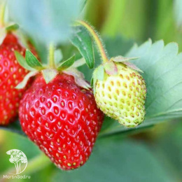 Клубника Сельва