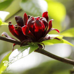 Каликант цветущий