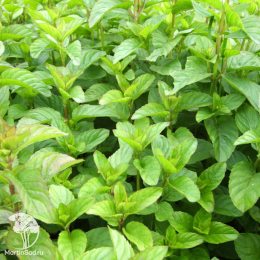 Мята Мандариновая