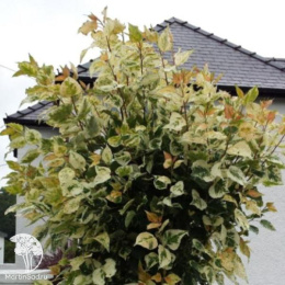  Тополь крупнолистный Аврора