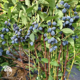 Жимолость камчатская Атут