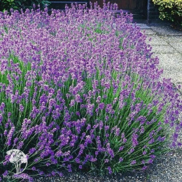 Набор для ароматной грядки лаванда Манстэд + Гроссо + Альба