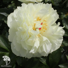 Пион Ерли Сенсейшн