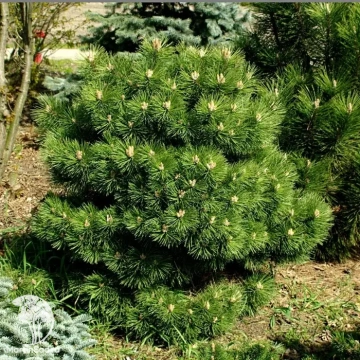 Фото Сосна чёрная Хорнибрукиана