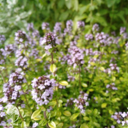  Тимьян лимоннопахнущий Арчерс Голд