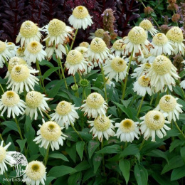  Эхинацея Милкшейк