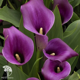 Калла Аметист